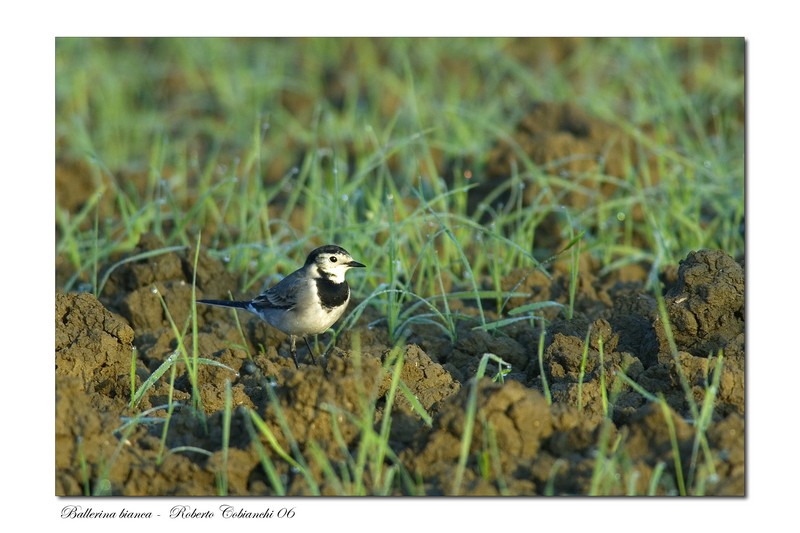 ballerina bianca - Motacilla alba